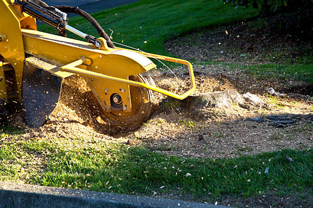 Best Tree Mulching  in West Menlo Park, CA