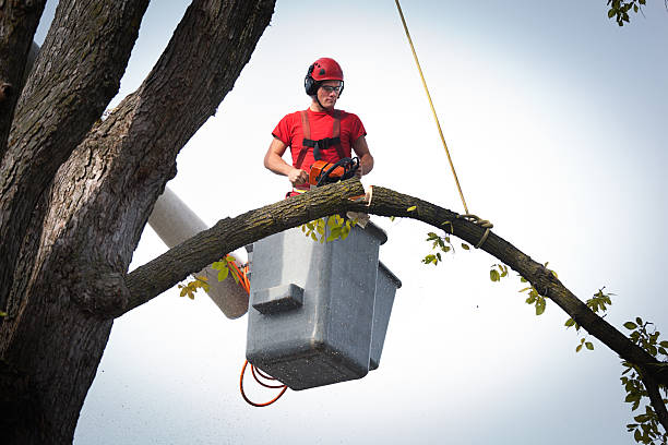 Best Stump Grinding and Removal  in West Menlo Park, CA